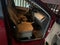 2010 Ford Focus SES